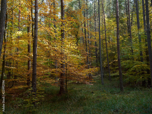 Autumn beech forest with tall trees and fallen leaves.