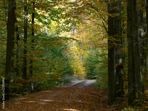 Autumn path in a dense deciduous forest
