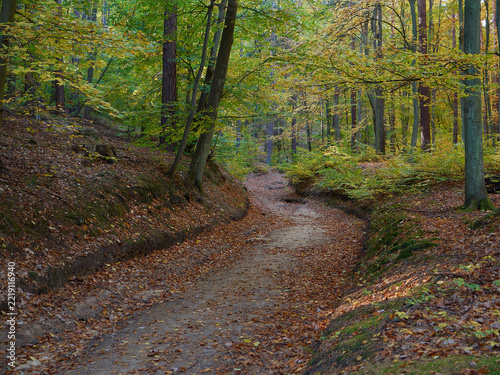 Autumn path in a dense deciduous forest