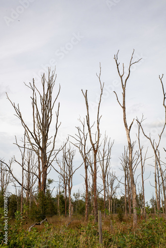 Dead Trees And Bare Forest Silhouettes Against An Overcast Sky In A Desolate Landscape