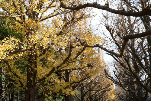 Golden Ginkgo Tree Avenue in Autumn at Jingu Gaien, Tokyo, Japan