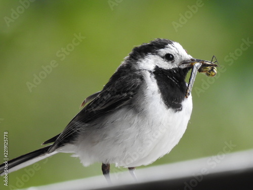 White wagtail carrying captured insect prey in its beak against green background