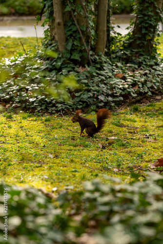 A red squirrel perched on a rustic fence in Campo Grande Park in Valladolid