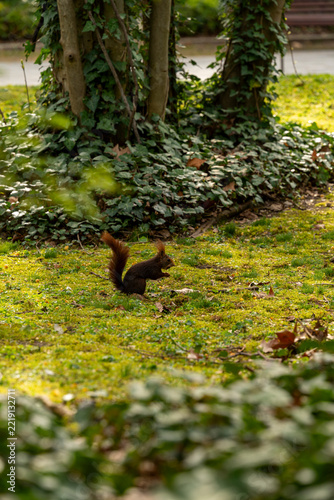 A red squirrel perched on a rustic fence in Campo Grande Park in Valladolid