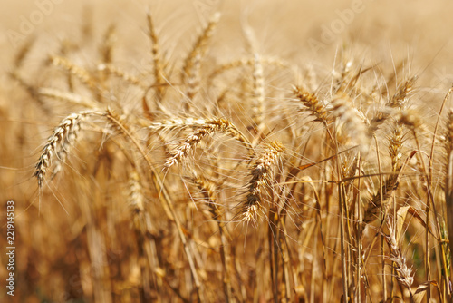Ripe cereal crop before harvesting close up