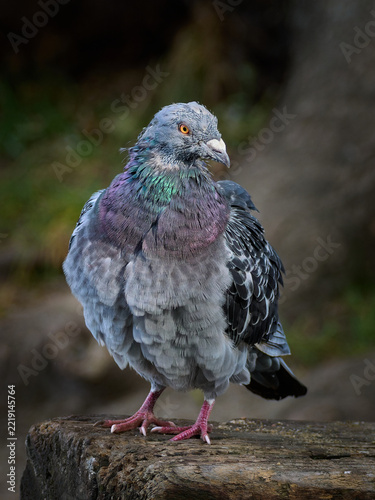 Close-up of a domestic pigeon (Columba livia) undergoing seasonal feather shedding (moulting), perched on a rustic wooden stump. The image highlights the ruffled plumage, missing and growing feathers,