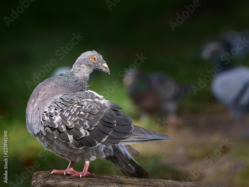 Profile portrait of a rock dove (Columba livia) or feral pigeon sitting on wood, showing new pin feathers on its neck and head during the seasonal moulting process. Natural soft blurred background.