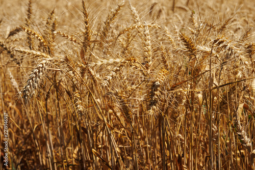 Ripe cereal crop before harvesting close up