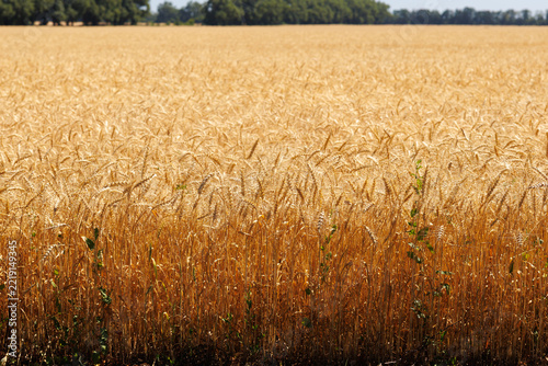 Ripe cereal crop before harvesting close up