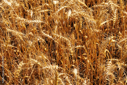 Ripe cereal crop before harvesting close up