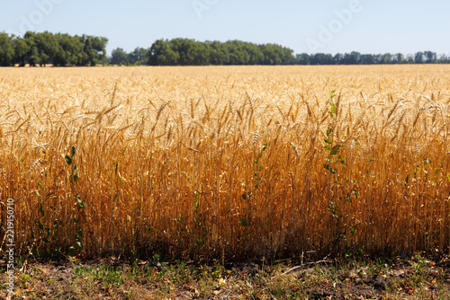 Ripe cereal crop before harvesting close up