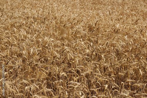 Ripe cereal crop before harvesting close up