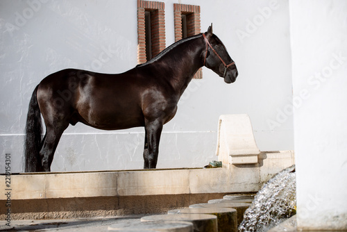Full-body portrait of a beautiful black Pure Spanish Horse in a rural Spanish village.
