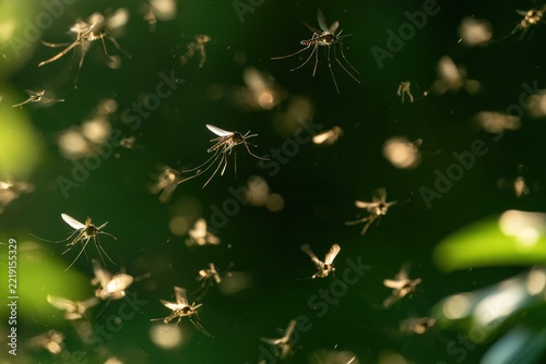 Macro photograph of a dense swarm of mosquitoes in flight against a vivid green background