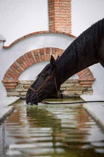 Face portrait of a beautiful black Pure Spanish Horse drinking water in a rural Spanish village.