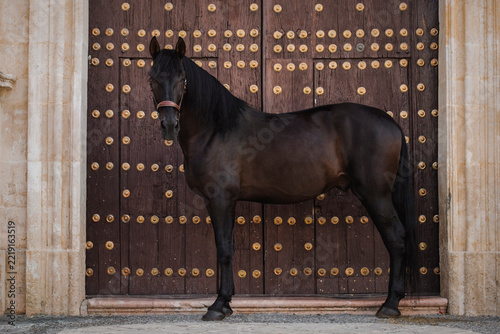 Full-body portrait of a beautiful black Pure Spanish Horse next to a door in a rural Spanish village.