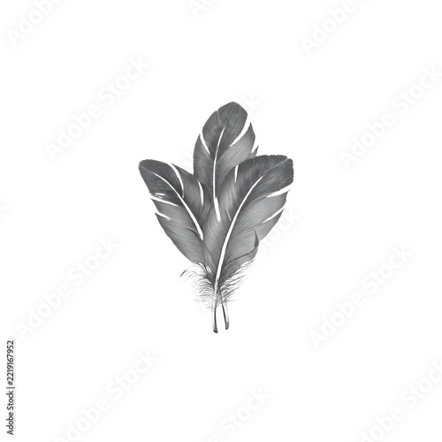 Black and White Feather Cluster Illustration on White Background