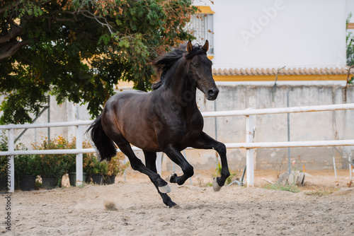 Portrait of a beautiful, free-roaming Pure Spanish Breed bay horse.