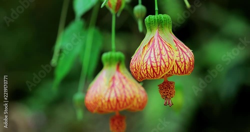 Bellflower, lantern flower, close-up, orange, hanging