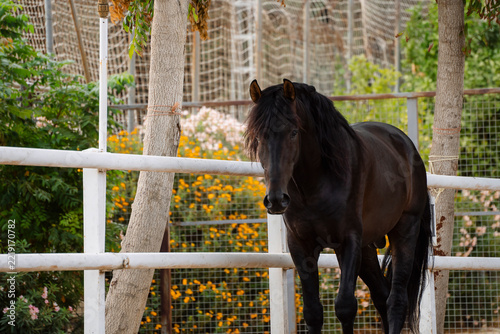 Portrait of a beautiful, free-roaming Pure Spanish Breed bay horse.