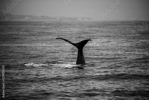 whale diving into the sea