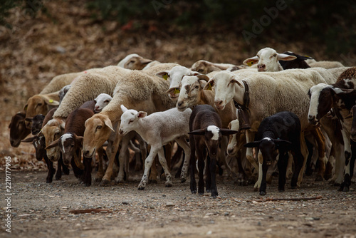 A flock of sheep with their lambs moving along the paths of a Spanish field.