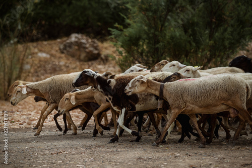 A flock of sheep with their lambs moving along the paths of a Spanish field.