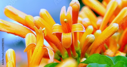 Bellflower, lantern flower, close-up, orange, hanging
