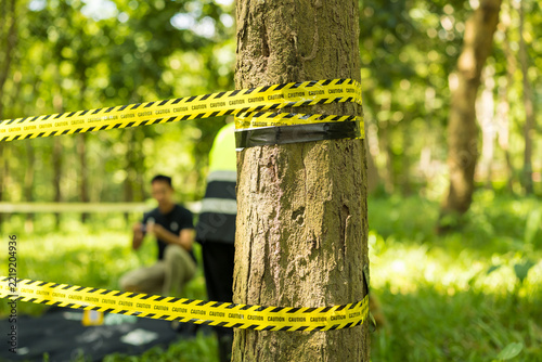 Obraz na plátně Yellow caution tape wraps around a tree in a sunny park, with blurred people and wooded greenery in the background, suggesting a restricted area or outdoor investigation