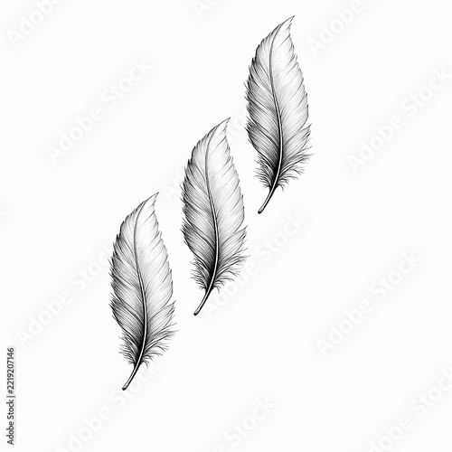 Elegant Trio of Fine Line Feather Illustrations