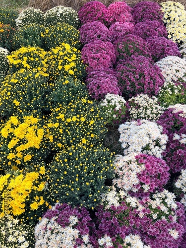 Colorful autumn potted chrysanthemums in yellow, purple, and white pattern