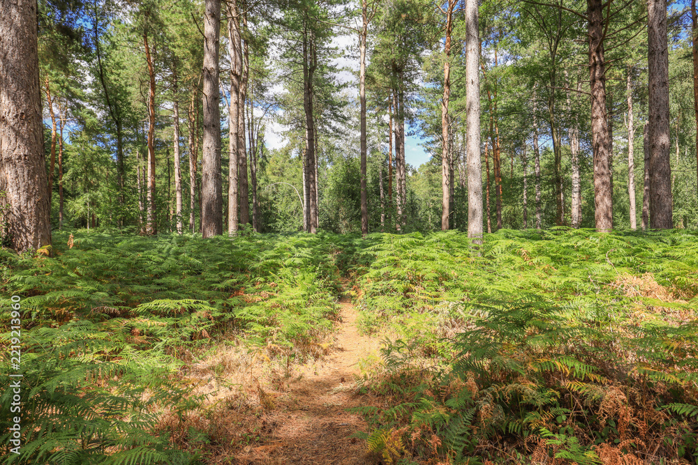 Fototapeta premium Woodland Path In Symondshyde Great Wood - IMG_4891