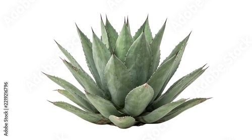 Agave plant with sharp pointed leaves, succulent desert flora, isolated on transparent background