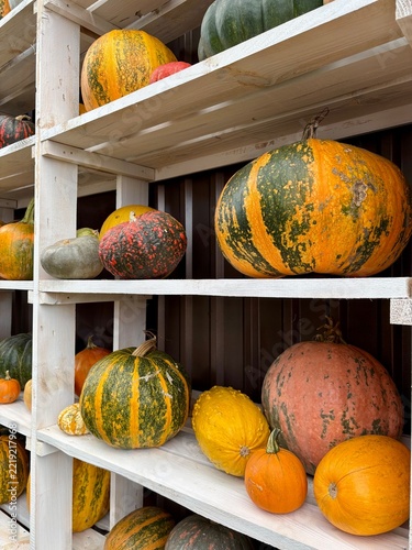 Various colorful pumpkins and gourds on wooden shelves at farm market