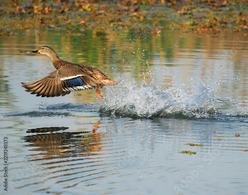 Female Mallard (Anas platyrhynchos) taking flight from autumn lake