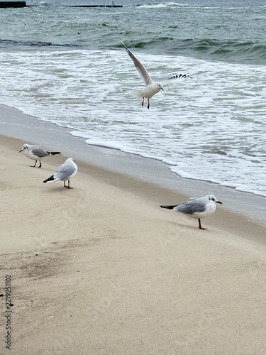 Seagulls on a sandy beach by the sea