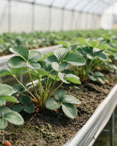 Young strawberry plants growing in a raised trough