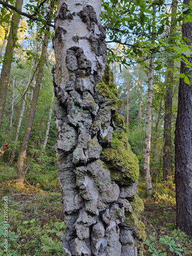Close-up of a textured birch tree trunk covered in moss and lichen, surrounded by green forest foliage in a serene woodland setting.