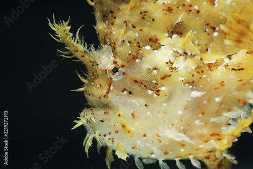 sargassum fish, anglerfish, or frog fish (Histrio histrio) 