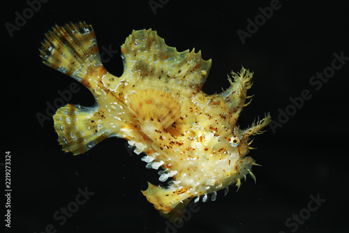 sargassum fish, anglerfish, or frog fish (Histrio histrio)	