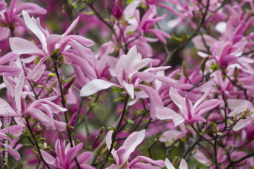 Spring blooming pink magnolia. Magnolia liliiflora flowering branches close-up