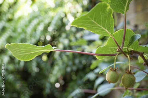 A kiwi or Chinese gooseberry (Actinidia deliciosa) growing on a wall, Chelsea Physic Garden, a historic botanical garden and the oldest botanical garden in London, founded in 1673 by the Worshipful Society of Apothecaries, Chelsea, England, United Kingdom