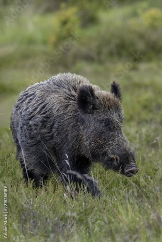 A moment ago, the wild boar (Sus scrofa) was moving directly towards me, now it is almost imperceptibly changing its direction of travel, late spring, early summer, defensive, June, Denmark