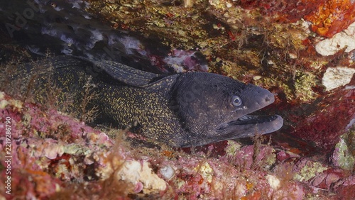 A Mediterranean moray eel (Muraena helena) looks out of a stony hiding place in a colourful underwater world, dive site peninsula Giens, marine reserve Port Cros, Mediterranean Sea, Porquerolles, Provence, Côte d'Azur, France