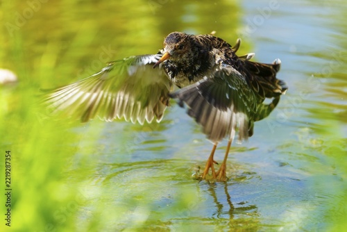 Bird with fluttering wings in the water in a lively natural environment, redshank, (Tringa totanus), France