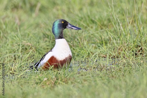Shoveler (Spatula clypeata) in a wet meadow, spring, wildlife, bird, dabbling duck, Hüde, Ochsenmoor, Lake Dümmer, Hüde, Lower Saxony, Germany