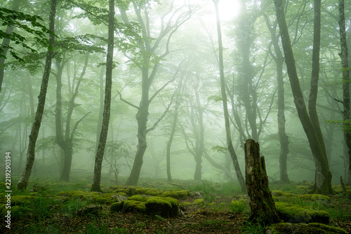 Nieblas en el bosque