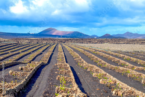 Traditional walled vineyard (to protect against the prevailing winds) in the volcanic Canaries Island of Lanzarote