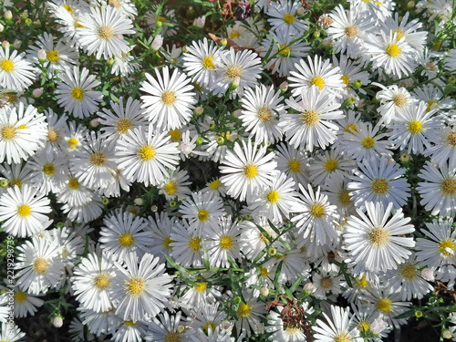 White aster flowers blooming in autumn. In Romania