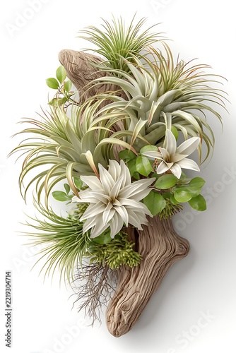 Creative botanical composition featuring vibrant blooming air plants on wood high resolution image
